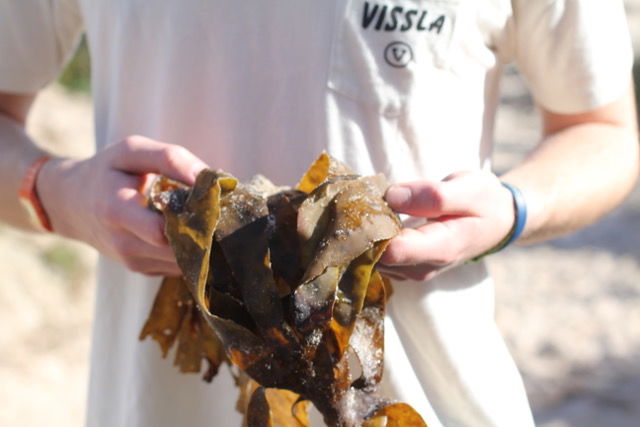 sea lettuce surfboard