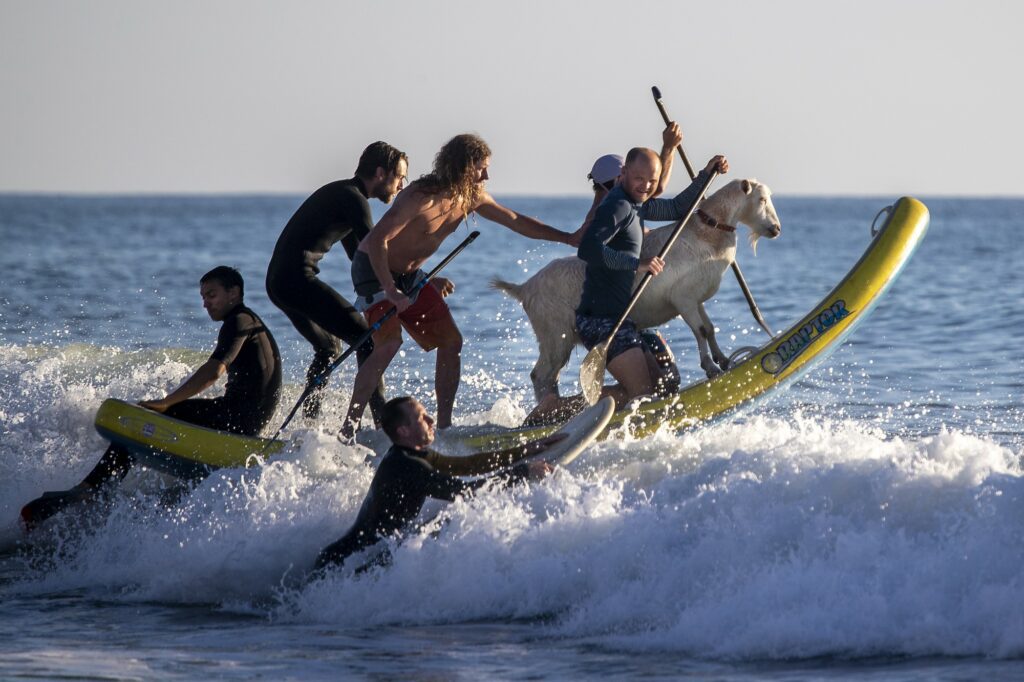 Pismo the goat surfs San Clemente pier.